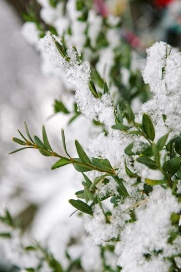 Львів взимку Львів взимку