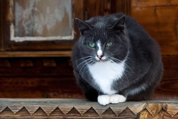 Львів взимку Львів взимку
