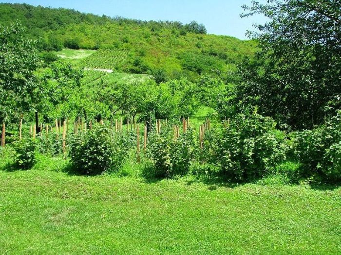 Угорське село Бене: персики, вино і палинка Угорське село Бене: персики, вино і палинка