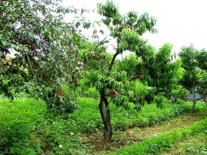 Угорське село Бене: персики, вино і палинка