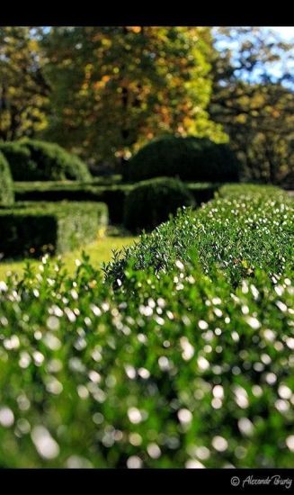 Замок Шенборна Замок Шенборна