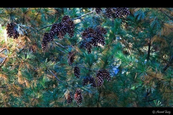 Замок Шенборна Замок Шенборна