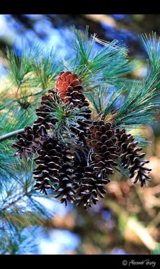 Замок Шенборна Замок Шенборна