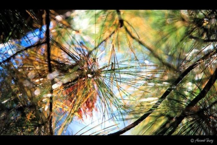 Замок Шенборна Замок Шенборна