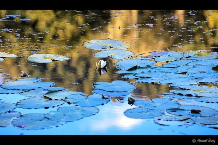 Замок Шенборна Замок Шенборна