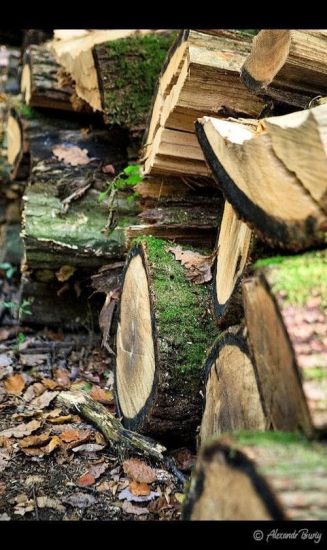 Замок Шенборна Замок Шенборна