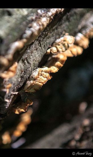 Замок Шенборна Замок Шенборна